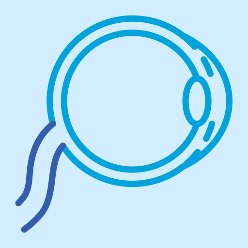 Glaucome - Nerf optique